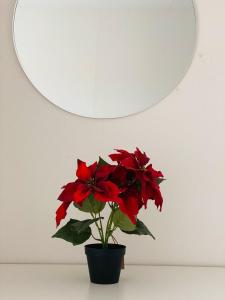 谢莱夫特奥Noah Longstay Skellefteå的镜子下桌子上装有红色花的花瓶