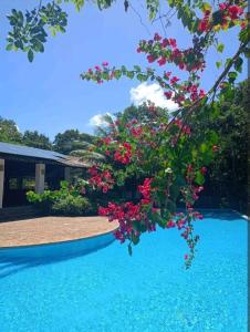 马塔迪圣若昂Casa em um ambiente sossegado.的游泳池旁一棵带粉红色花的树