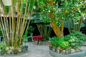 安帕赖Terrel Residencies Gal Oya的一组盆栽植物,一张桌子和一棵树