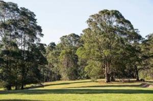 CoolabineKrishna Farm Retreat的一片草场,有树在后面