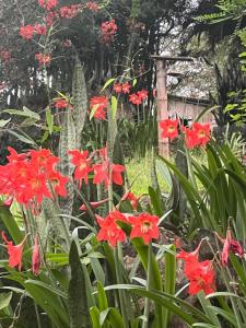 奥隆Samai Lodge Holistic Living的花园里的一群红色花
