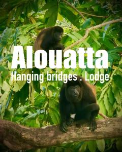 卡维塔Alouatta Hanging Bridges Adventure and Lodge的两个黑猩猩坐在树枝上,上面有芦 ⁇ 吊桥标志