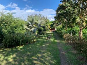 希门尼斯港Cabina Del Sol的一条土路,上面有棕榈树和草