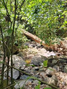 San JuanEl Paraíso Escondido的森林中的一连串岩石和树木