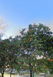 塞维利亚Ritual Sevilla, piedra preciosa的橘子树上有很多橙子
