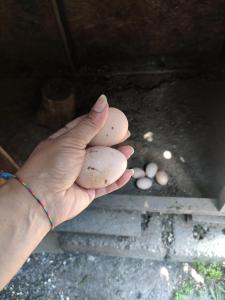 锡德Side Tuana Garden Home的手里拿着鸡蛋的人