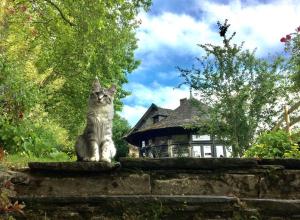 泰尔地区罗谢福尔Bed and Breakfast à Rochefort-en-Terre的坐在房子前面墙上的猫