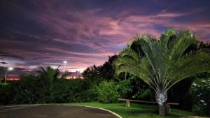 大坎普WR Confort Hotel Campo Grande的公园里的棕榈树,长凳