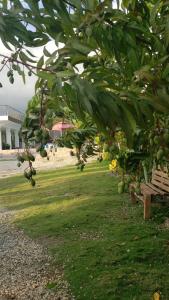 SJMCasa de Campo Nerys的挂在树上的一束水果