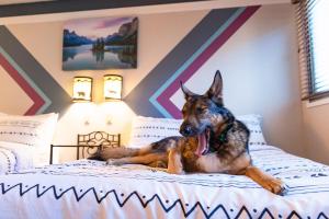 贾斯珀阿斯托利亚酒店的狗躺在卧室的床上
