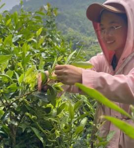 河江Bikki jungle homestay的女人从树上采茶叶