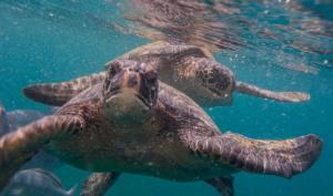 马查利亚La Fogata的海水中游泳的绿海龟