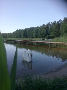 奥日什Siedlisko Kalimera的白天鹅在池塘里游泳