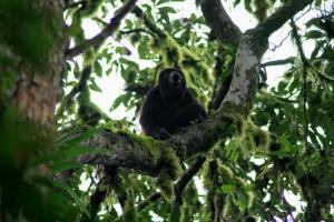 马查利亚La Fogata的坐在树枝上的黑鸟