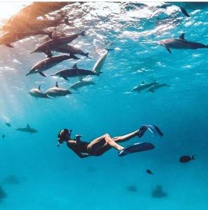 赫尔格达Hurghada Tours的一群海豚在水中游泳的女人