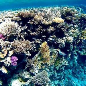 赫尔格达Hurghada Tours的珊瑚礁上有很多鱼