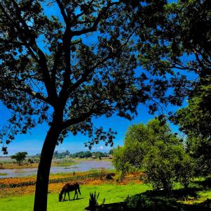 圣哈维尔Cabaña Las Moras的树旁的田野里放牧的马