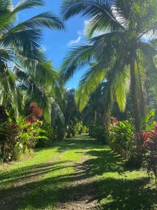 Puerto ViejoFinca La Paz的一条穿过棕榈树花园的小路