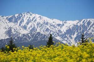 白马村白马高地酒店的享有带黄花的雪覆盖的山脉美景
