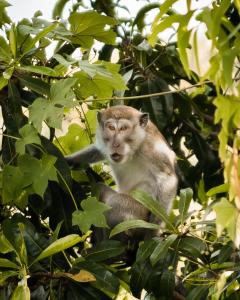 珀尼达岛Autentik Penida "Glamping" - Adults only的坐在树枝上的猴子