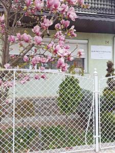 克塞洛Rohonci Vendégház的树上白色的围栏,花粉色