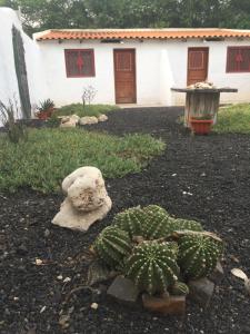 明德卢Villa Morabeza Guest House的房子旁边的一个院子中的仙人掌