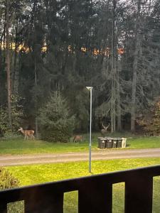 赫任斯科Apartmány Hřensko的两只鹿在路边行走