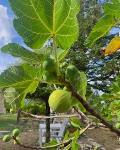 MontieriBorgo Petraio的树上的一束绿色水果