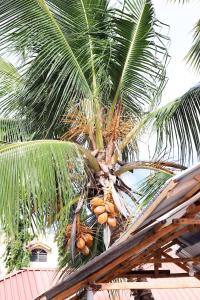 蒙巴萨Cs Apartment Mombasa Mtwapa的棕榈树上有一束椰子