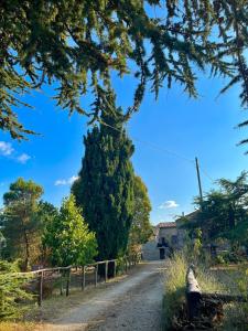 MontieriBorgo Petraio的土路旁的一棵大树