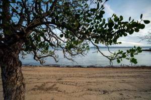大松巴哇Samawa Seaside Resort的海滩上的树,背靠大海