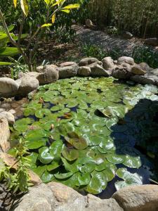 San Andrés HuayapanHuayápam Yù'ú Lodge的池塘里满是绿色的百合花垫