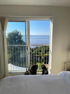 波蒂斯黑德Home的两只狗从窗口望着大海