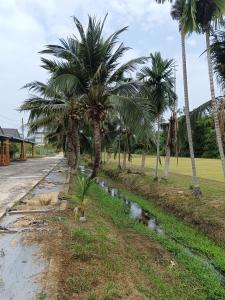 浮罗山背Lim Garden Homes的一条路上一排棕榈树