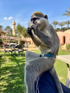 开罗3-Cozy Bedroom Haven l Free Horseback Tours的一只猴子坐在人膝上,在手机上说话