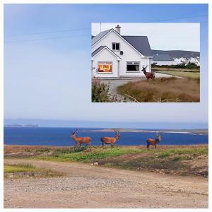 莱特肯尼Radharc Na Mara的两幅鹿站在房子前面的照片