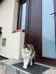 Căpăţîneni-UngureniCasa Lupilor Transfăgărășan的一只猫站在门前