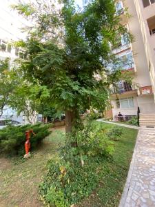 伊斯坦布尔Kadıköy Kozyatağında Kiralık Daire的建筑物旁的消防栓旁边的一棵树