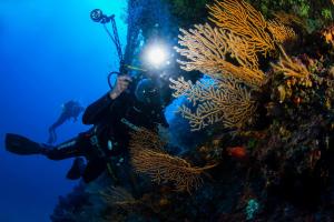 纳拉诺Camping Villaggio Nettuno的一位潜水员拍摄珊瑚礁的照片