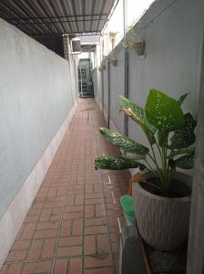 里约热内卢KITNET MOBILIADA - PENHA的走道旁的锅里植物