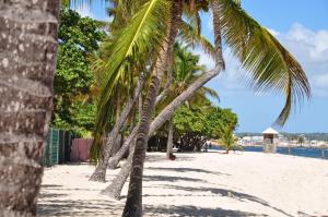 勒穆莱Résidence Tropicale的沙滩上的棕榈树