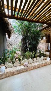 巴利亚多利德Casa Quetzal Hotel的一座建筑中种有岩石和植物的花园