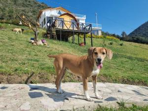 瓜塔维塔Encanto Dorado的一只棕色的狗站在房子前面的岩石上