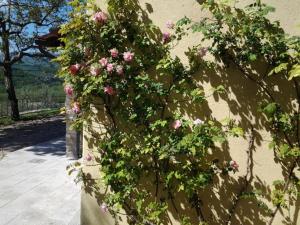 佩拉戈Agriturismo Fattoio alle Ripe的墙上一丛粉红色的花