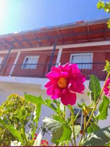 San JoséHospedaje Las Dalias的一座建筑物前的粉红色花