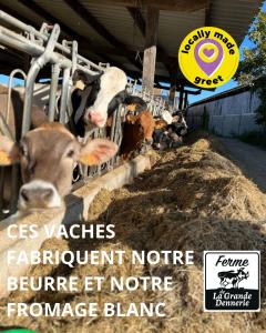 圣伊里埃苏尔查greet hôtel restaurant Angoulême Ouest的一群牛在谷仓里吃干草