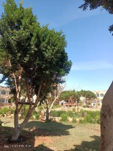 BawatiOasis Panorama Hotel的田野中间的树