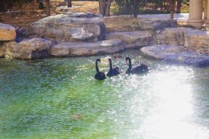青岛青岛鑫江温德姆酒店的一群黑天鹅在池塘里游泳