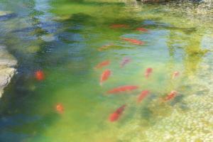 青岛青岛鑫江温德姆酒店的一群鱼在池塘里游泳