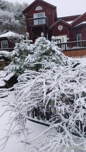 平昌Sisilli Pension的房子前面的雪覆盖的树